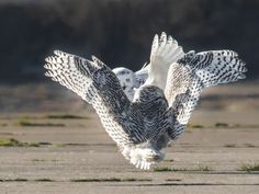 owl images