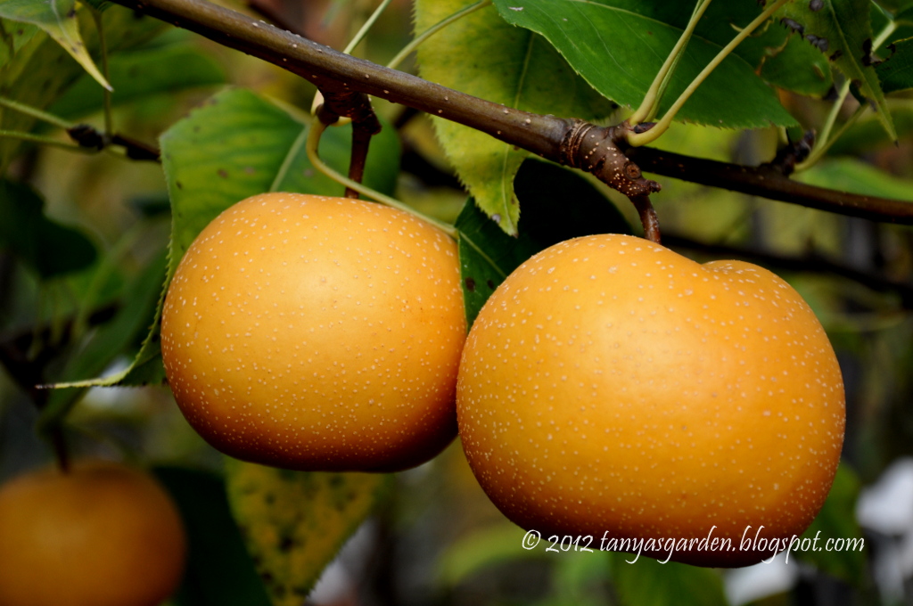 MySecretGarden Japanese Maples And Fruit Trees In Yang's Garden. Part 2