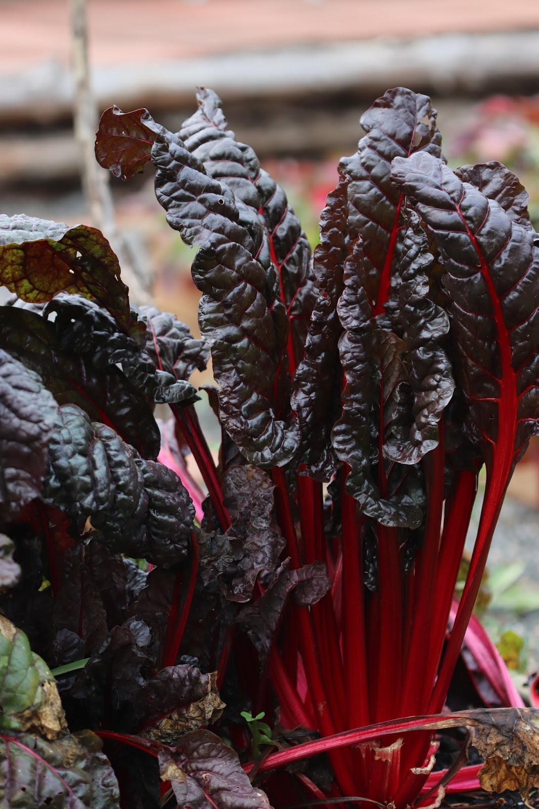 The Carrigaline Crusty Simple Living In Ireland I M Making A