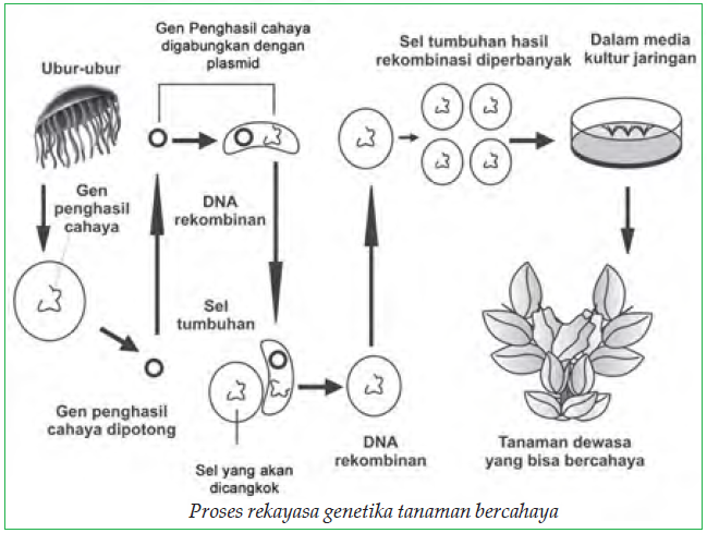 Tahap Membuat Dna Rekombinan Dalam Rekayasa Genetika