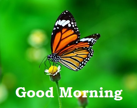 Good Morning Butterfly Images Good Morning Butterfly Images