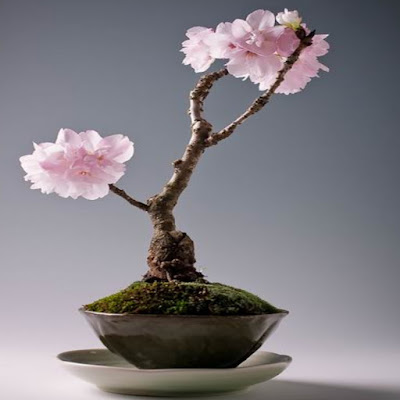Deretan Pohon Bonsai Jepang yang mengagumkan