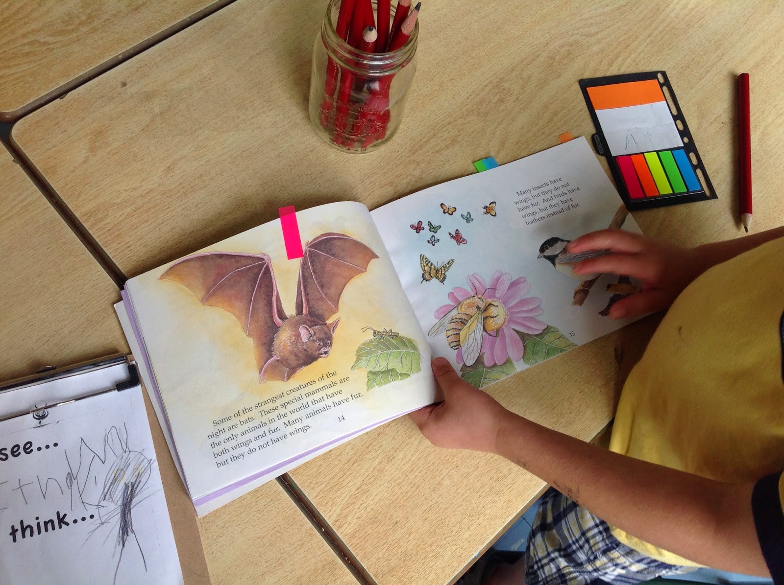 Wonders in Kindergarten: Batty for Bats!