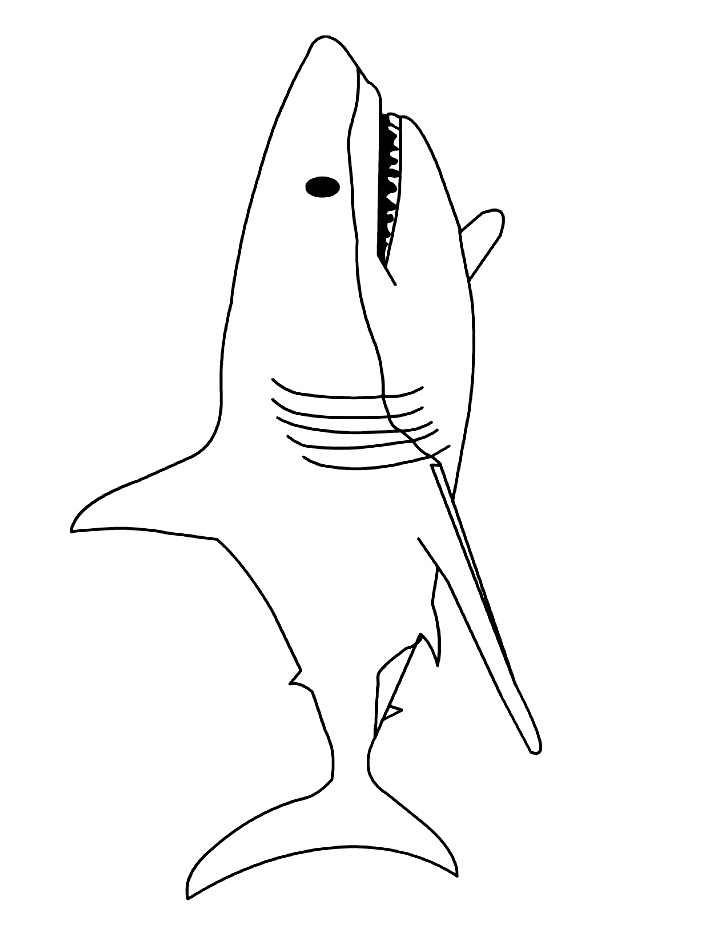 pesce - squalo, disegno, stampa, colora