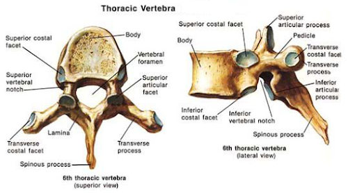 Structure of Thoracic Vertebra