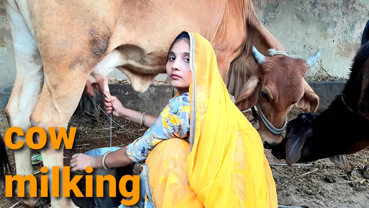 Factors affecting milk yield in dairy cows