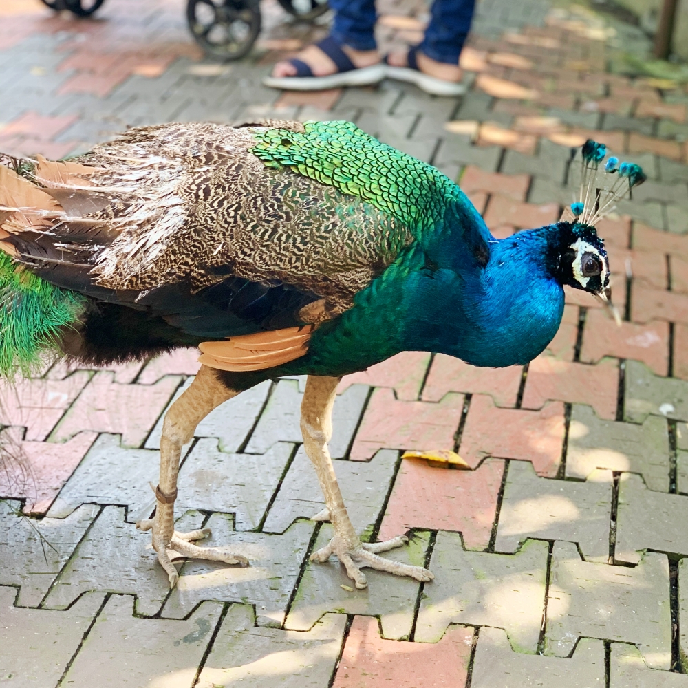 KL Bird Park Malaysia, Aktiviti Cuti Sekolah, Bird Park Kuala Lumpur, Hornbill Restaurant, Rawlins GLAM, Rawlins Lifestyle, Rawlins Travels