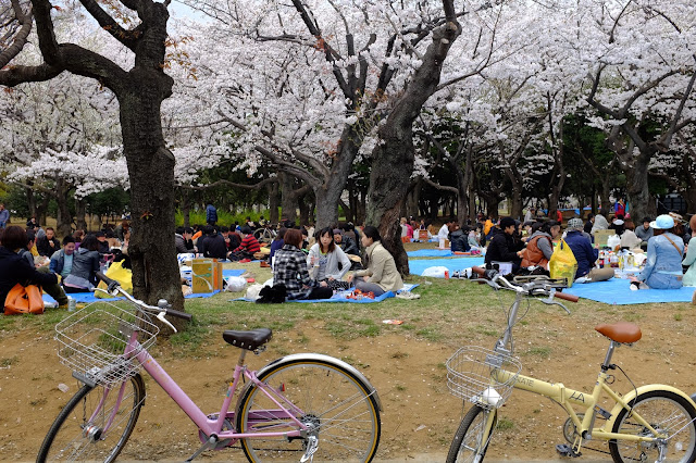 Hanami Sakura Yoyogi Park Shibuya 渋谷 代々木公園花見