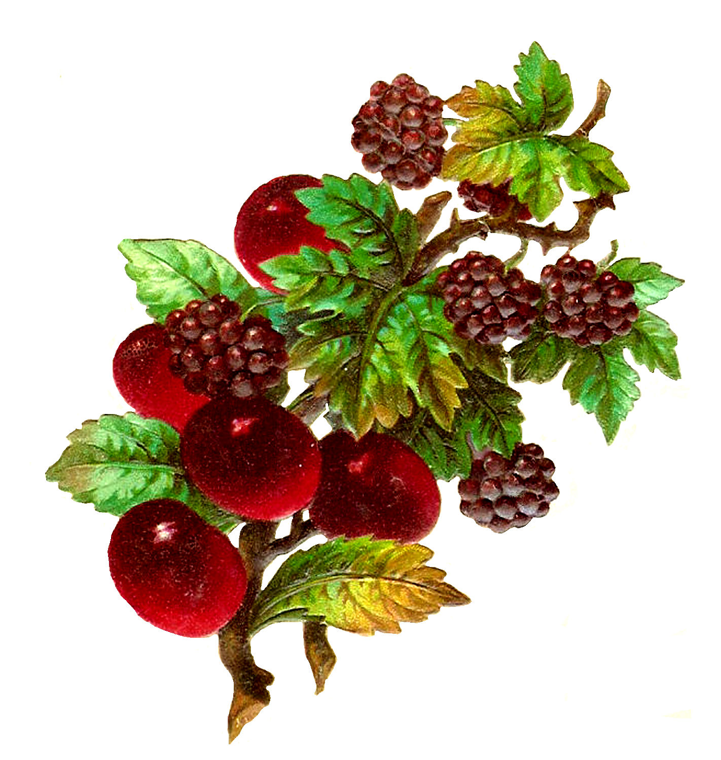 Antique Images Vintage Digital Fruit Plum And Blackberry Clip Art antique-images-vintage-digital-fruit-plum-and-blackberry-clip-art