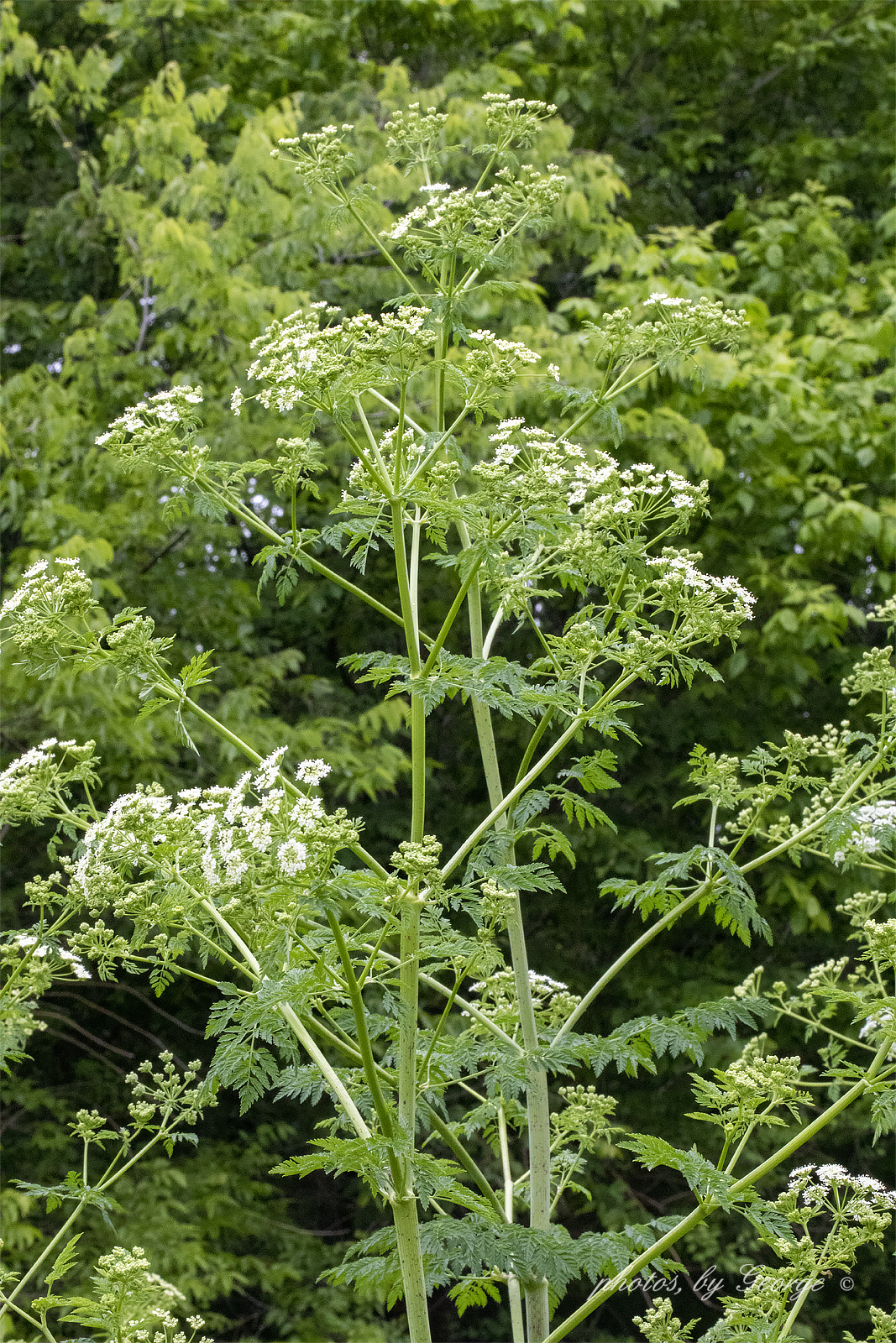 "What's Blooming Now" : Poison Hemlock (Conium maculatum)