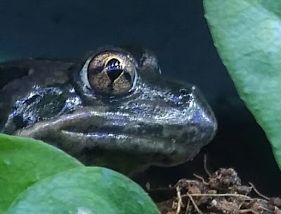 Spotted Marsh Frog Paludarium Vivarium