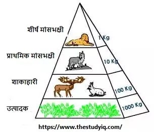 ecological-pyramid-in-hindi