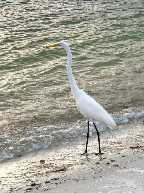 Egret on beach at Lovers Key State Park