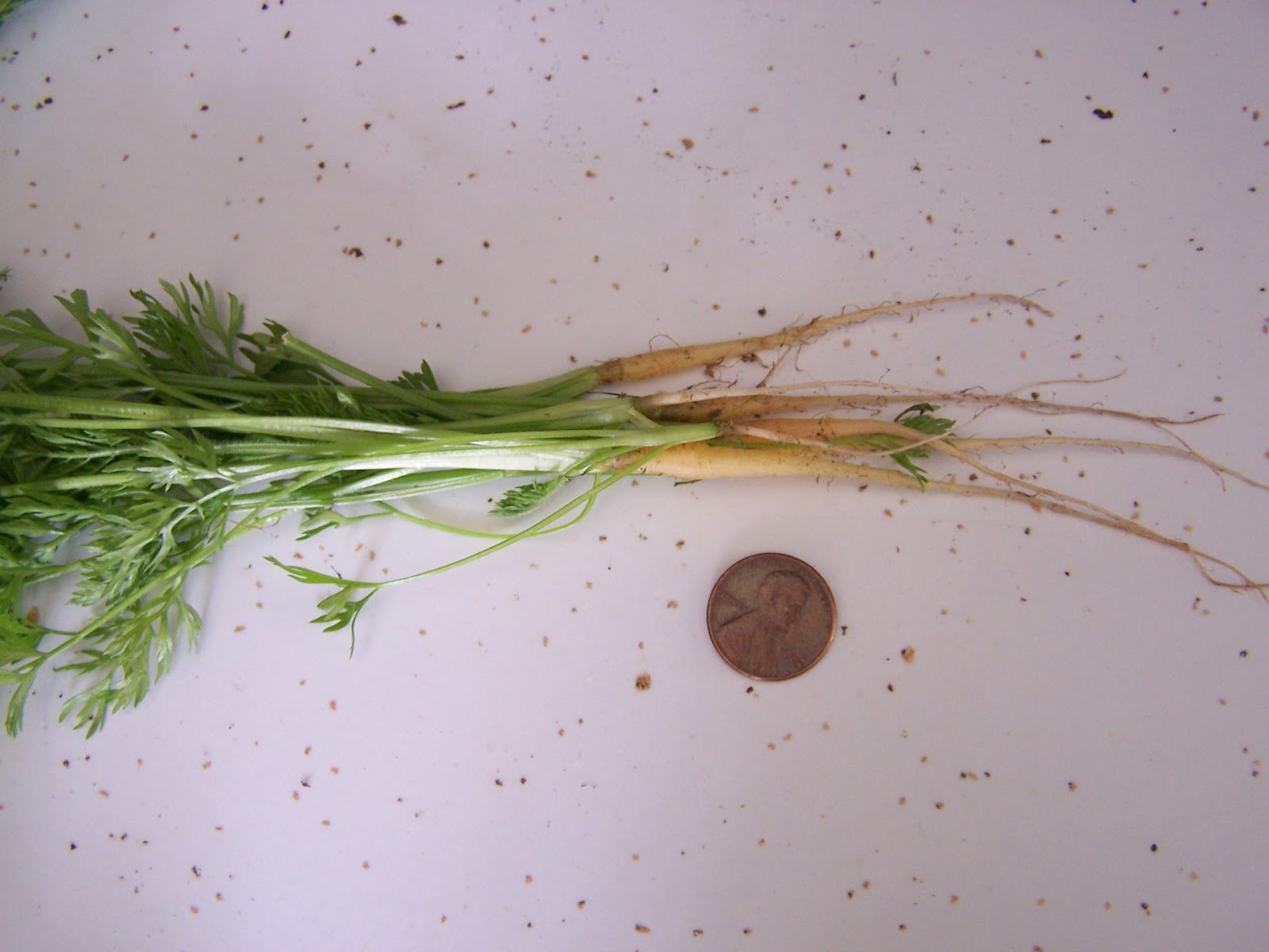 Simplysewn Thinning the Carrots