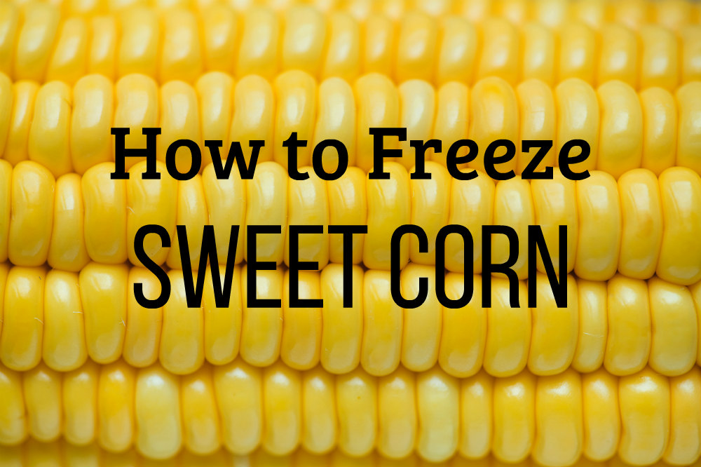 best way to freeze fresh corn off the cob