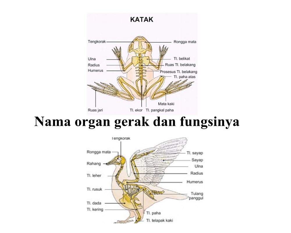 Nama Organ Gerak Dan Fungsinya Ikan Katak Burung Ular Kadal Dan Kambing Cyberklaten