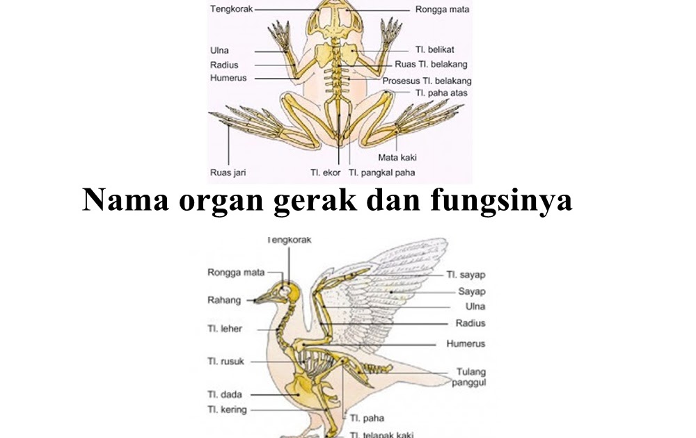 Nama Organ Gerak Dan Fungsinya Ikan Katak Burung Ular Kadal Dan Kambing Cyberklaten