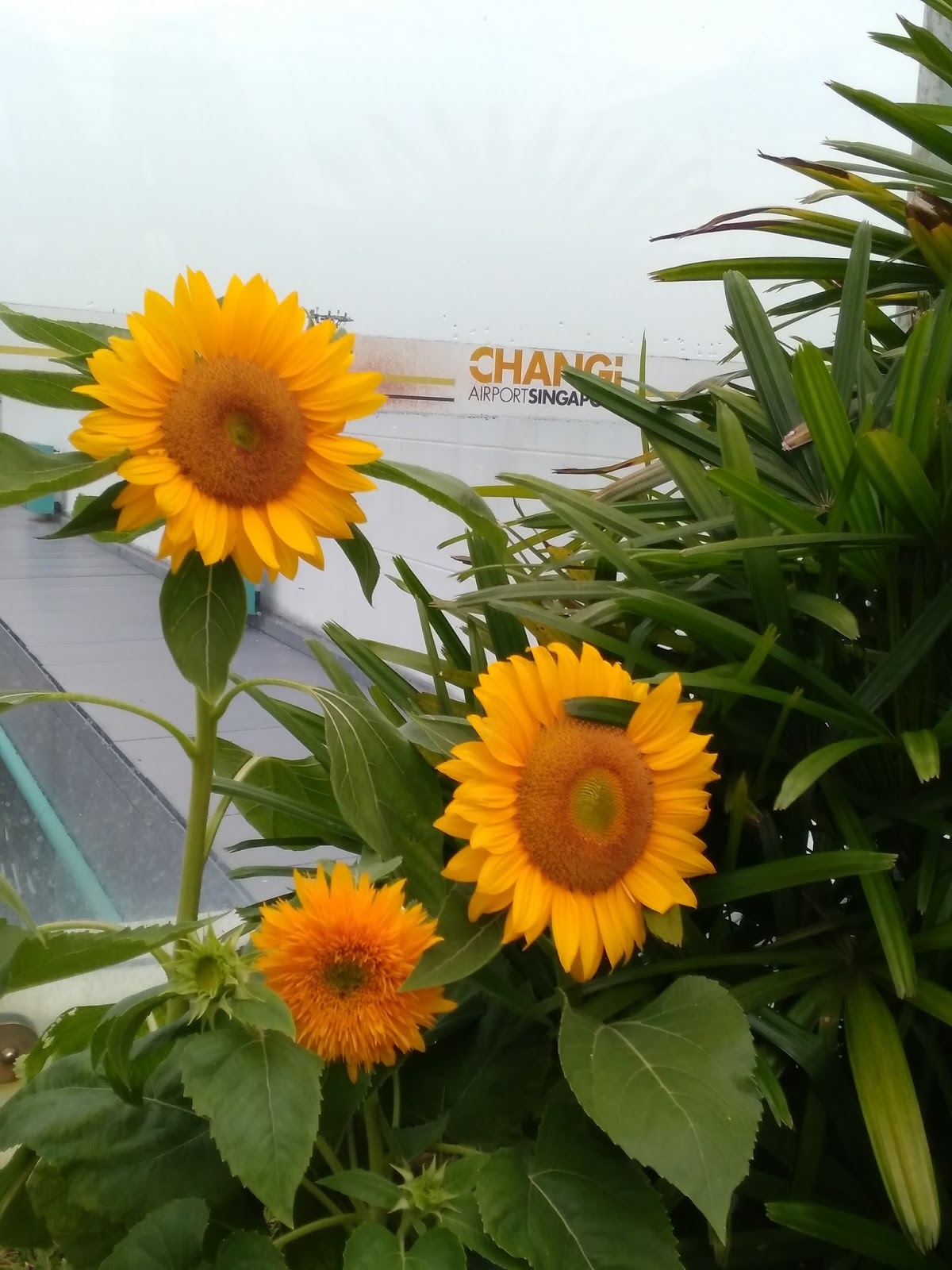 Helmia Miaphy Sunflower Garden Changi Airport T2