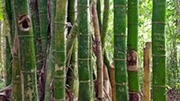 BAMBOO STEMS TOPES DE COLLANTES