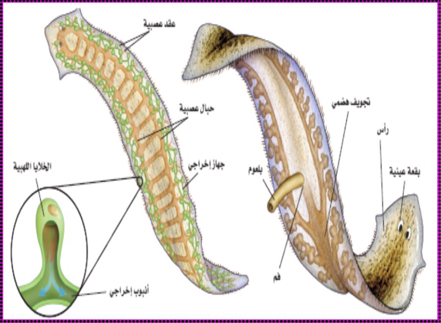 الديدان المفلطحة flatworms الديدان المفلطحة flatworms