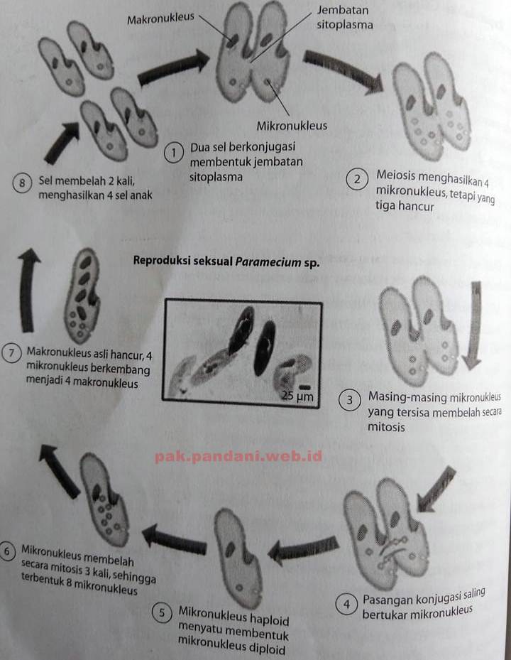 Jelaskan mekanisme reproduksi seksual pada Paramecium sp. - Primalangga