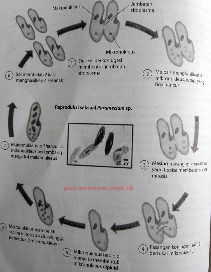 Perkembangbiakan generatif pada paramecium dilakukan dengan cara ….