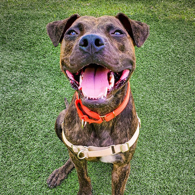 Happy National Mutt Day Y All