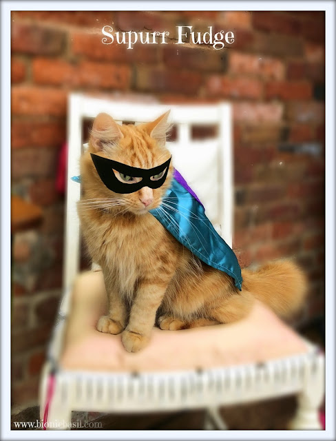 50 Shades of Ginger on The Sunday Selfies @BionicBasil® Ginger Cat Appreciation Day - Fudge