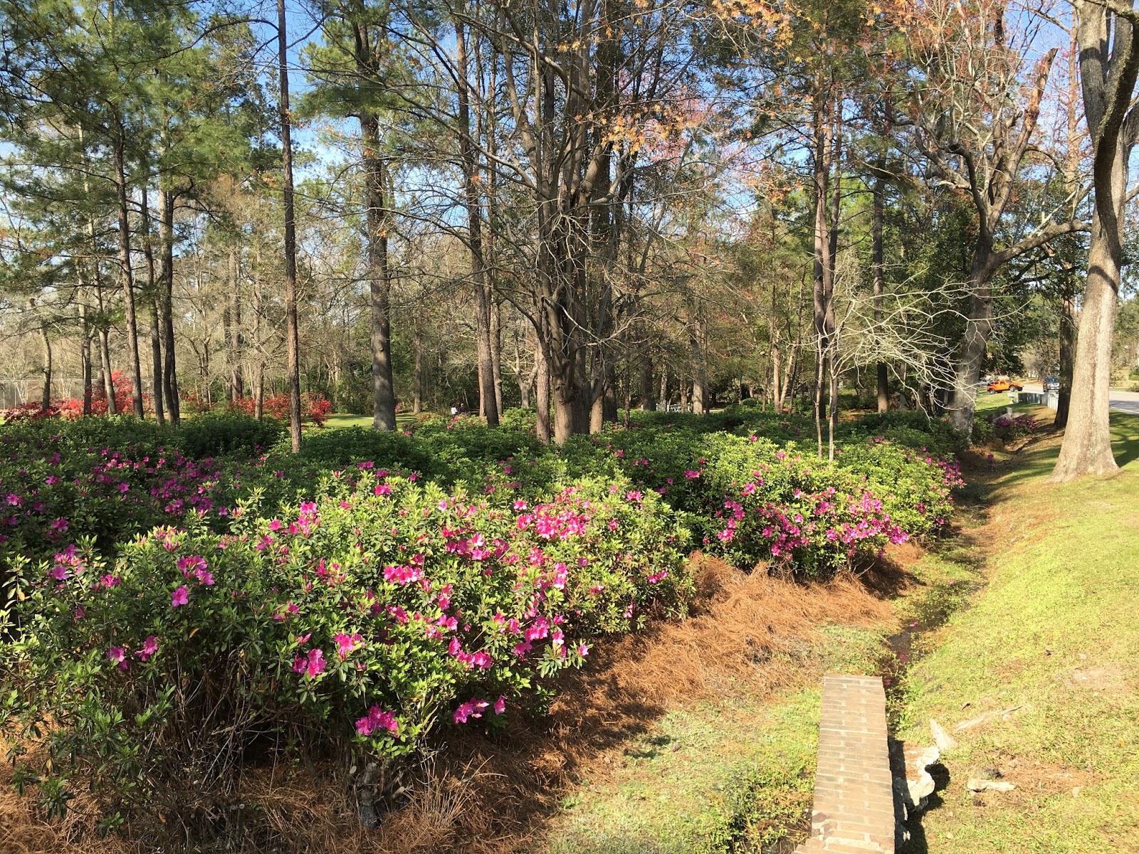Vacation Rick Summerville's Famous Spring Azalea Bloom Originated Just