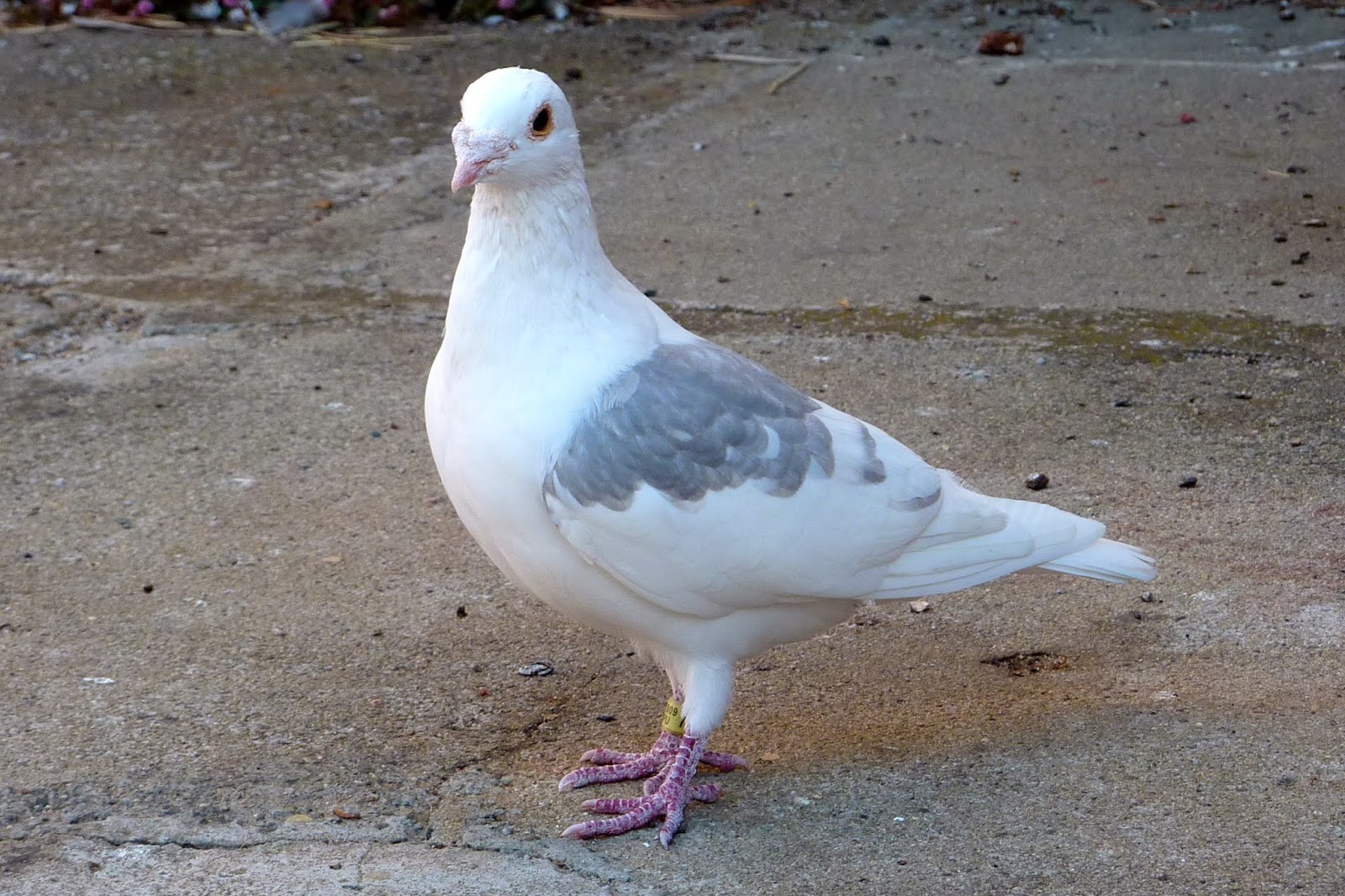 Satu Ekor Rp 1 Miliar Inilah 5 Burung Termahal Di Dunia Nuisonk