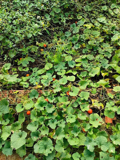 Gymnopetalum integrifolium
