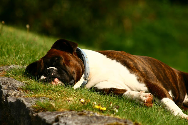boxer dog sleeping