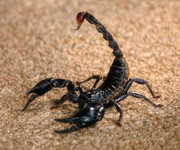 Black Scorpion 109