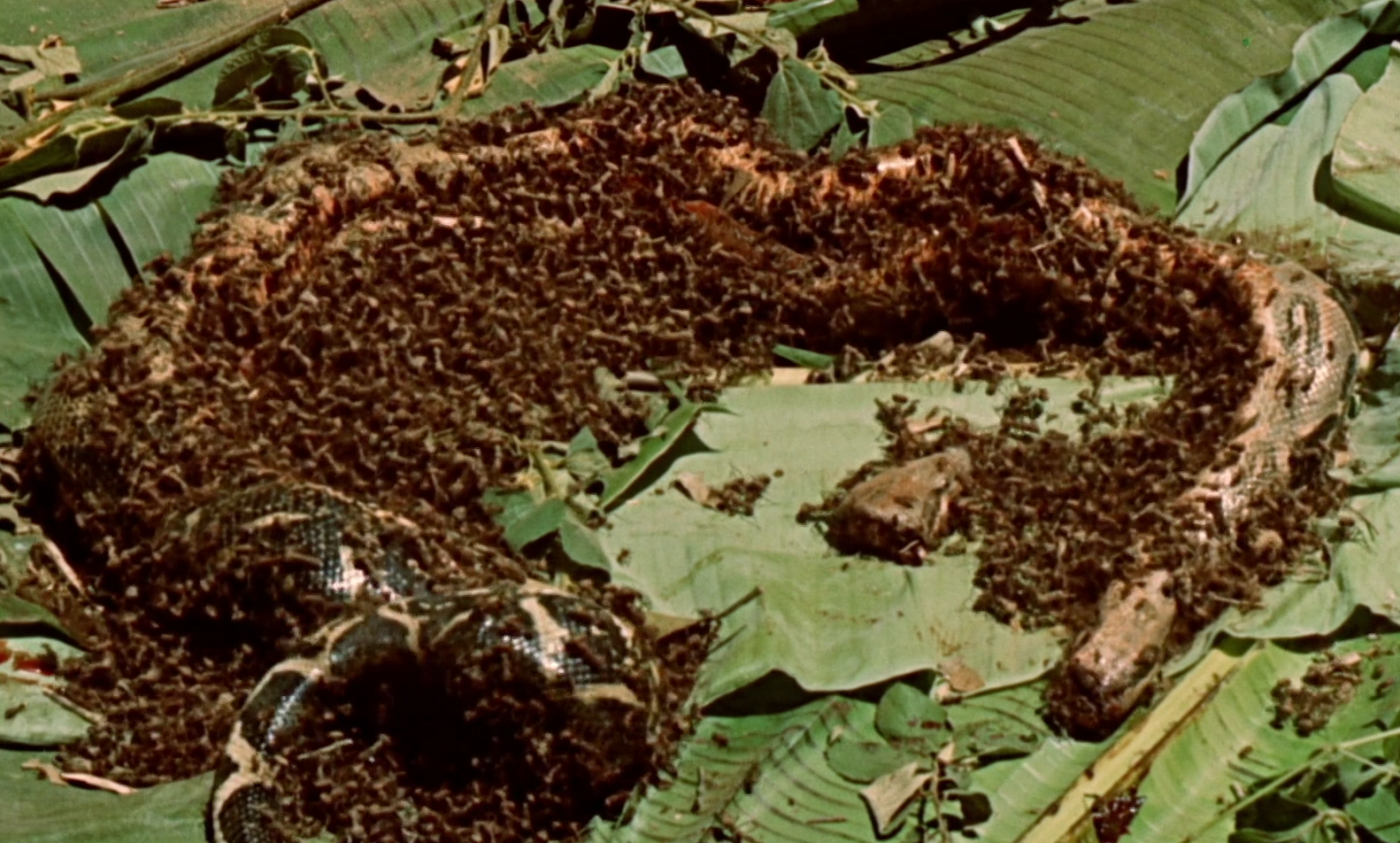 марабунта муравьи. муравьи едят людей. тараканы домашние. медовый муравей австралия. муравьиные личинки чëрные.