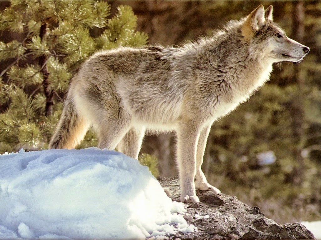 مدونة رئيس الملائكة رافائيل صور حيونات متنوعة