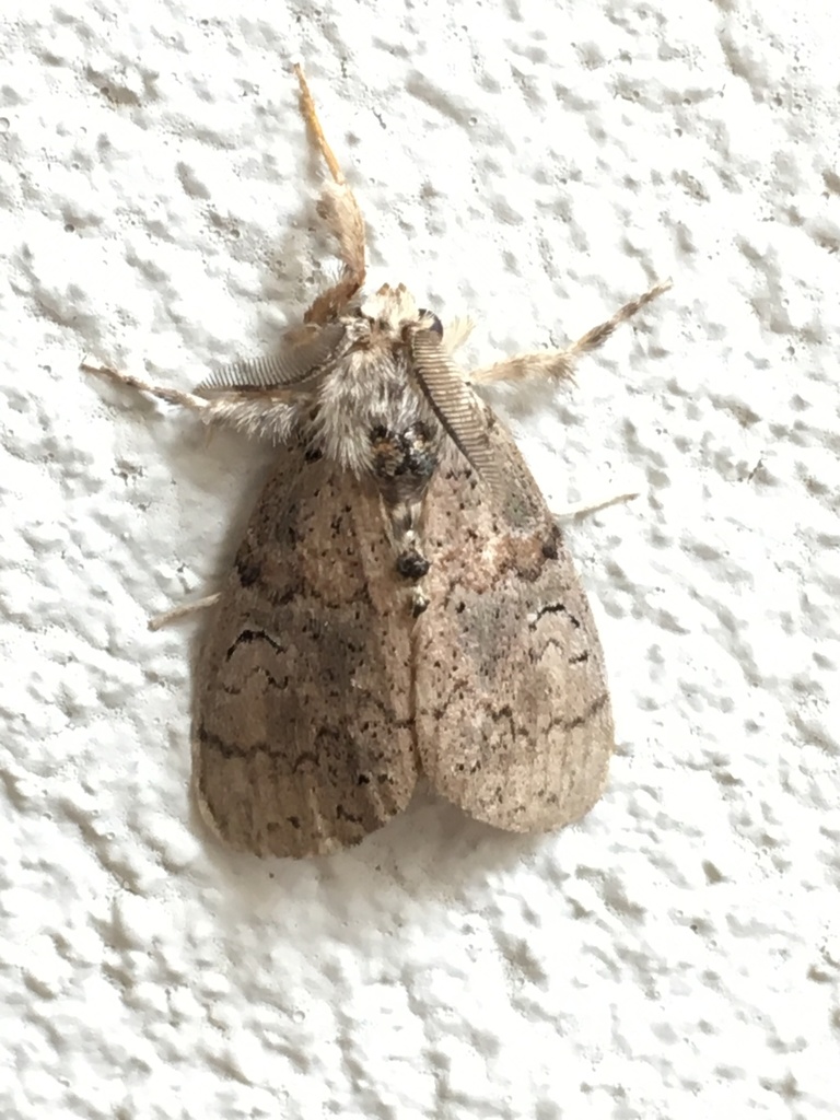Indian Meal Moth Identification In Jacksonville, FL