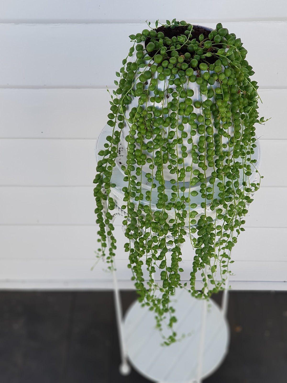 String of Pearls A Sad Story About Root Rot.