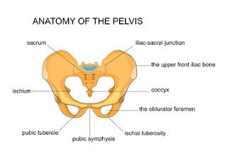 Diartikel ini tersedia bahasan mengenai Anatomi pelvis atau anatomi panggul. Dimulai dari bahasan deskripsi tulang pada pelvis, Osteology pelvis, Artikulasi Pelvis, Ligamen Pelvis, dan Otot pada panggul/pelvis.