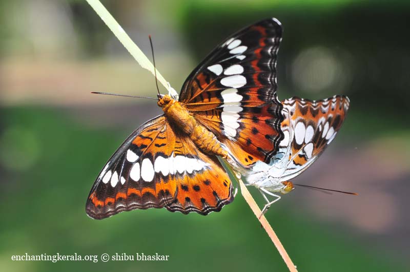 School Of Digital Photography 14 Tips for Photographing Butterflies