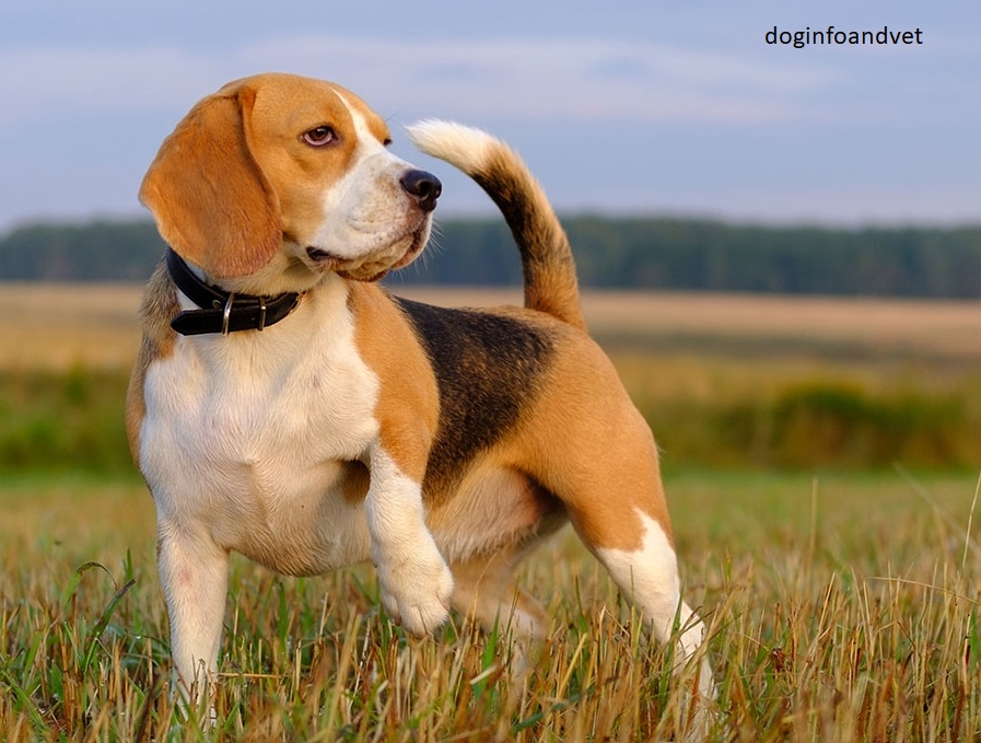 Top 10 Dog breed 2020 Top 10 dog breed in india Dog Info and Vet