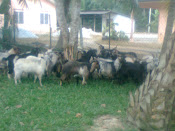 kambing aqiqah