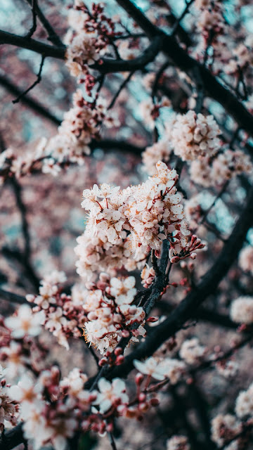 Free wallpaper Sakura, Pink Flowers, Spring