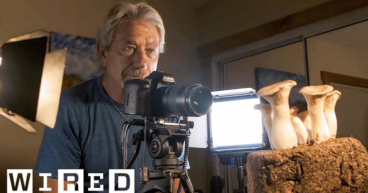 Fantastic Fungi How Mushroom TimeLapses Are Filmed for Netflix