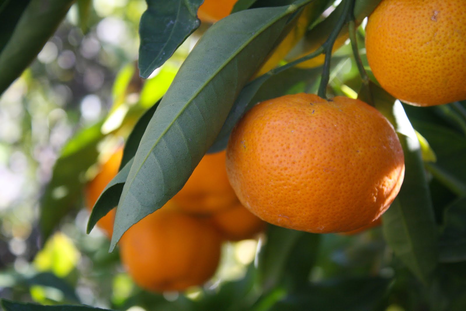 Citrus Enthusiast Tangors, Tangerines & Tangelos