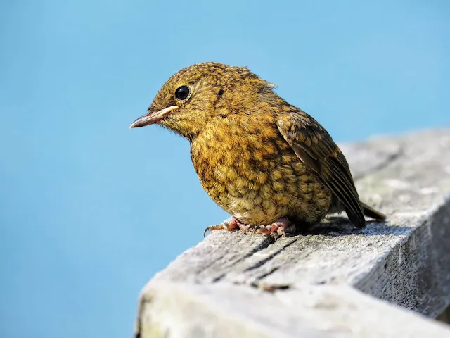 Bird in Ardmore Ireland