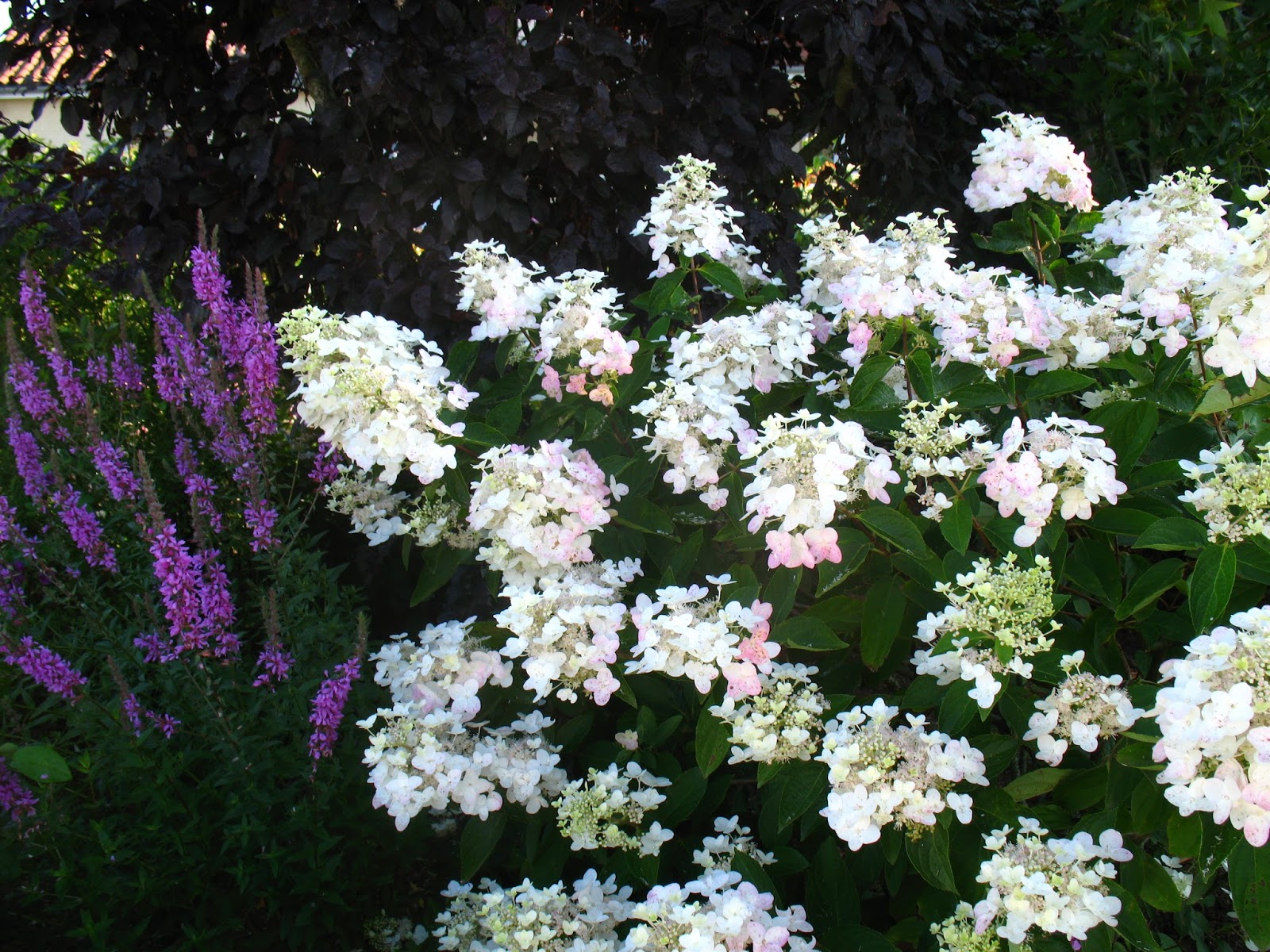 Roses Du Jardin Cheneland Taille Des Hydrangeas