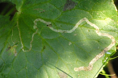 Yaprak oygusu (Phytomyza calthophila)