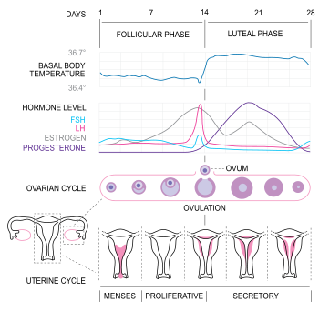 dias de fertilidad en periodos irregulares
