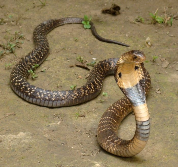 Snakes Snakes In India