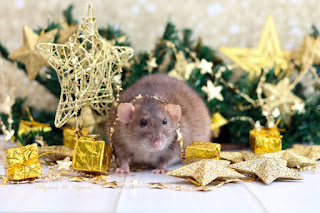 Original Happy New year Grüße Maus und Ratte 2024. Kostenlose, schöne Live-Weihnachtskarten im Jahr der Maus
